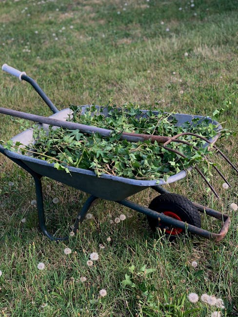 A blue garden wheelbarrow filled with freshly cut green ivy leaves and stems rests on a grassy lawn. The wheelbarrow's black rubber wheel and metal handles are visible, with some rust and wear on the 