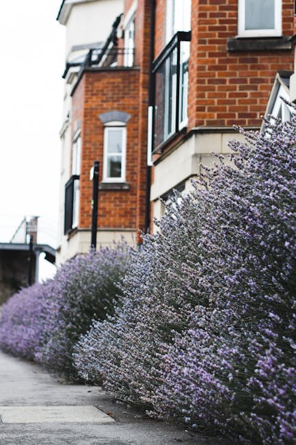 A row of well-maintained flowering shrubs with dense clusters of small purple flowers borders a paved walkway in front of a multi-storey brick building. The shrubs have a healthy, lush appearance with