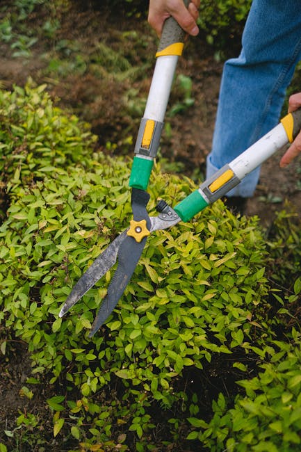A male gardener wearing a protective helmet, safety glasses, and gloves operating an orange powered chainsaw, cutting through a tree or large shrub in a well-maintained garden. The background features